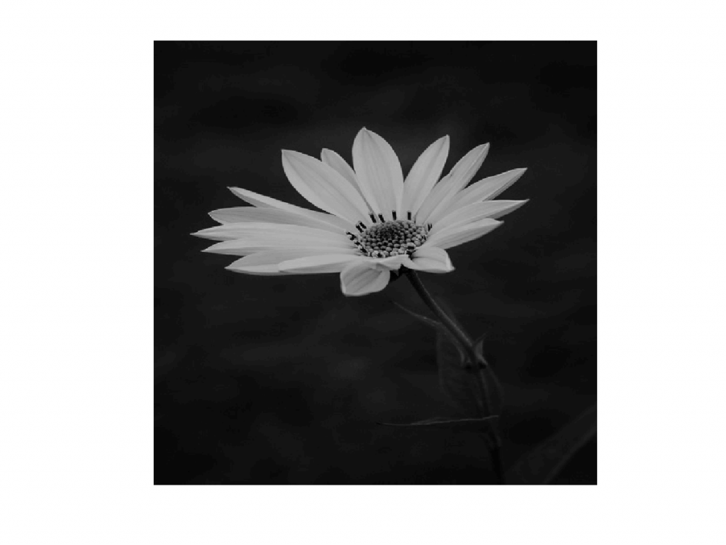 Grayscale Image
